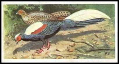 31 Swinhoe's Pheasant